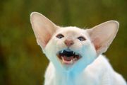 Siamese cat big ears