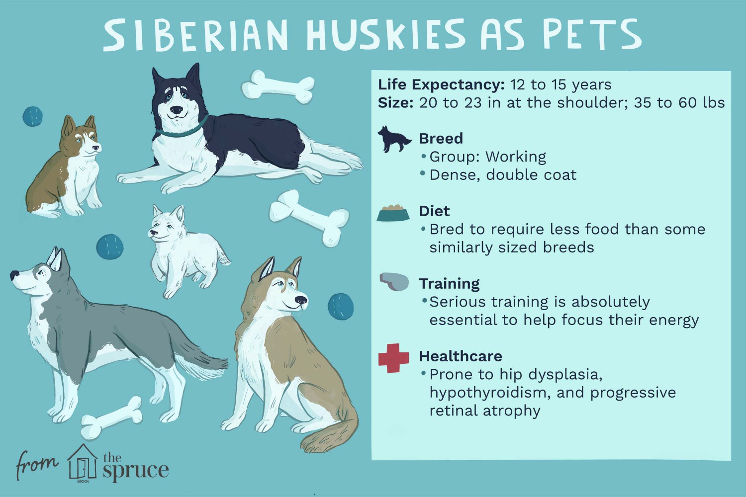Siberian Huskies as Pets