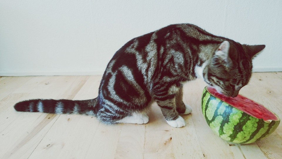 Side View Of Cat Smelling Watermelon