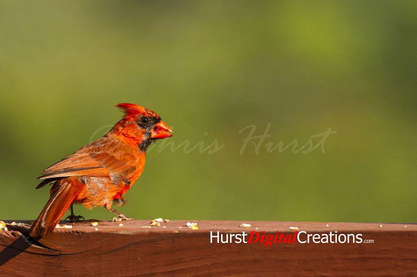 Signature Watermark