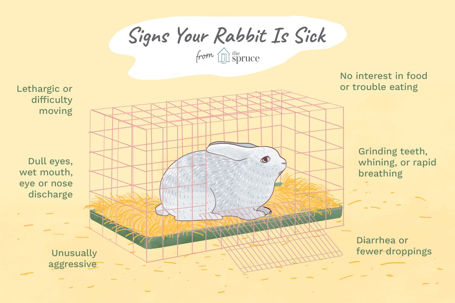 Signs Your Rabbit Is Sick