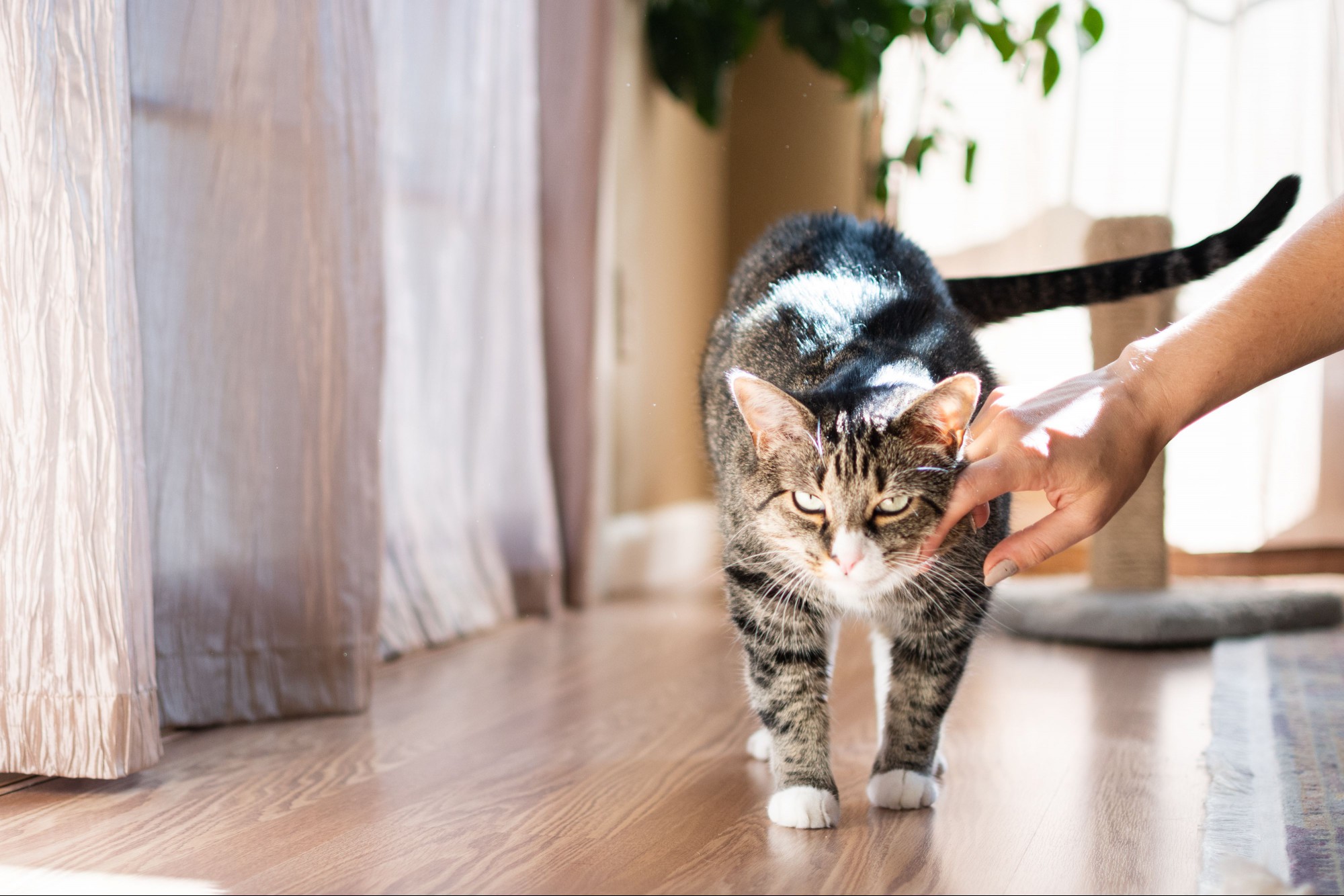 Brown and white cat walking while getting petted behind ear