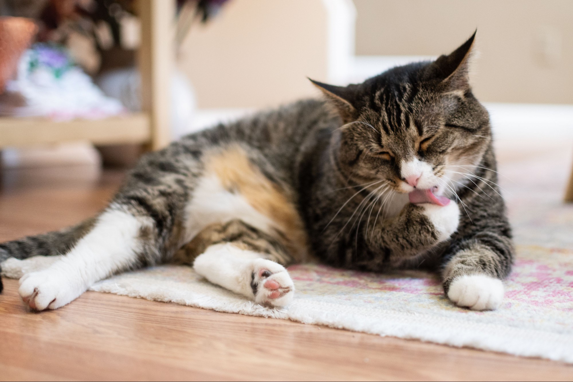 Brown and white licking its paw for grooming while in heat