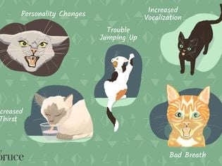 18 Warning Signs That Your Cat Is Crying for Help