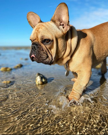 A light brown Frenchie splashing through the water at the beach.