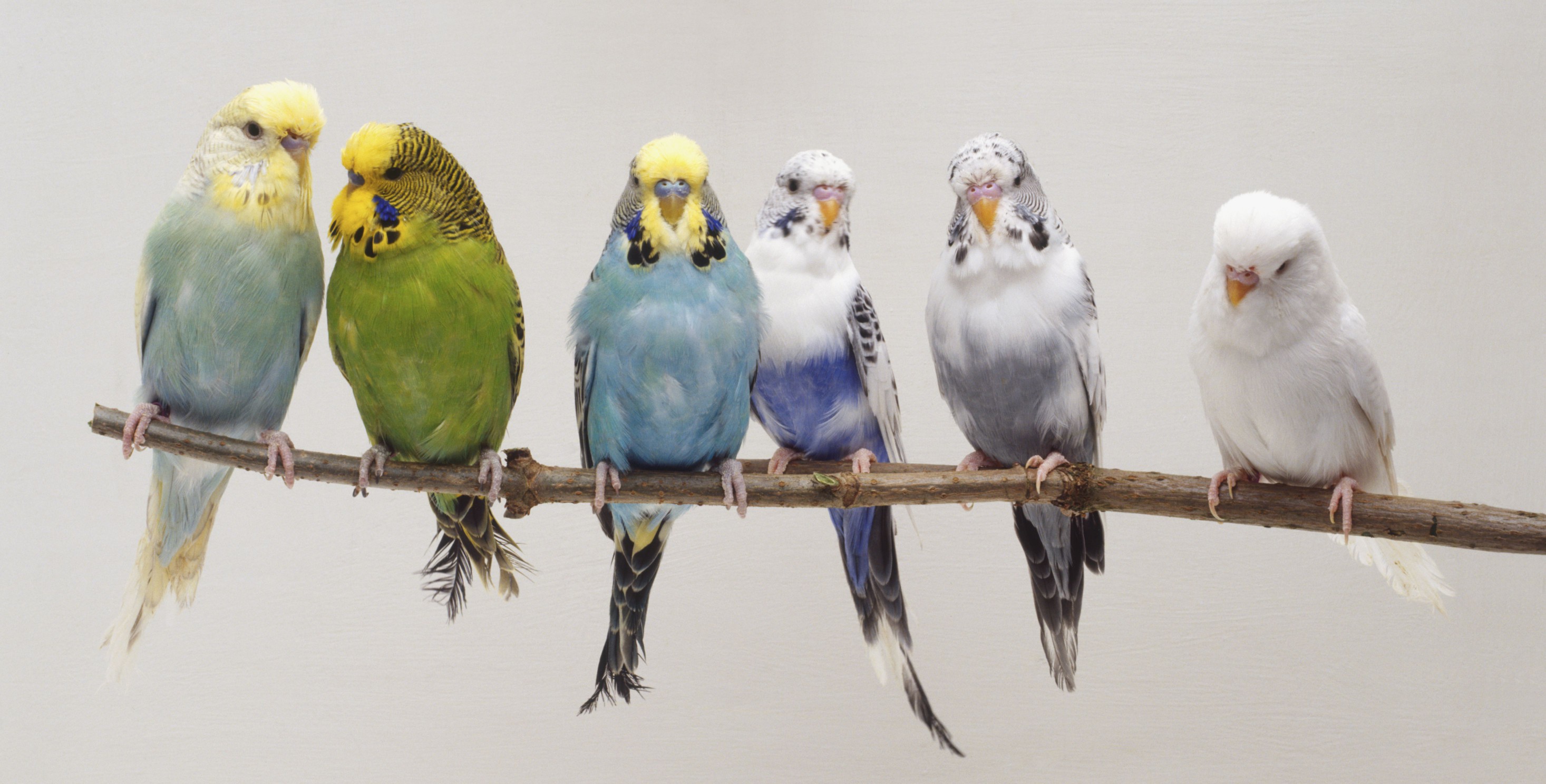 Six parakeets on a twig