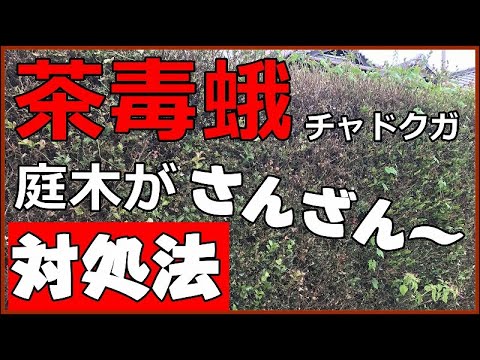 庭に植えてはいけない！5つの侵入性低木とその対策