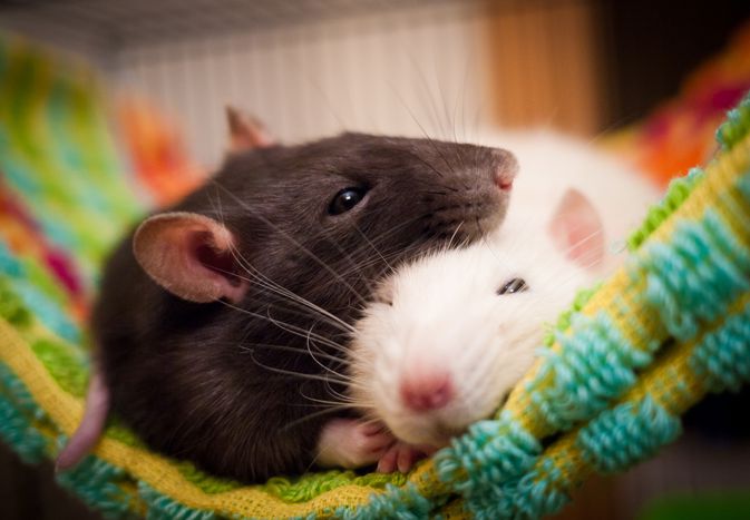 A Guide to Keeping and Caring for Pet Rats