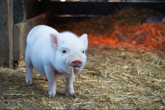 Pig Latin, Dog Latin And The World Of Non-Latin ‘Latin’ Codes