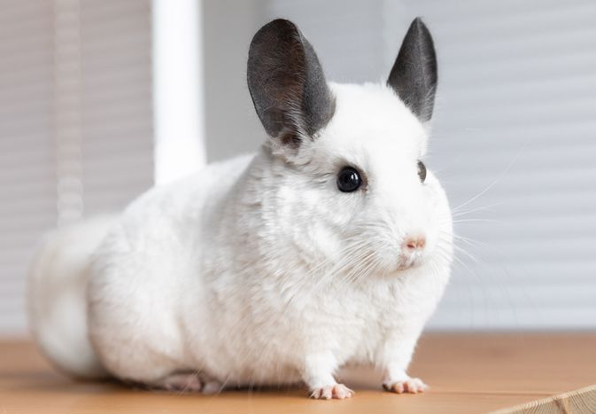 10 Best Small Rodents to Keep as Pets