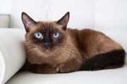 Brown Burmese cat with light blue eyes laying on white seat