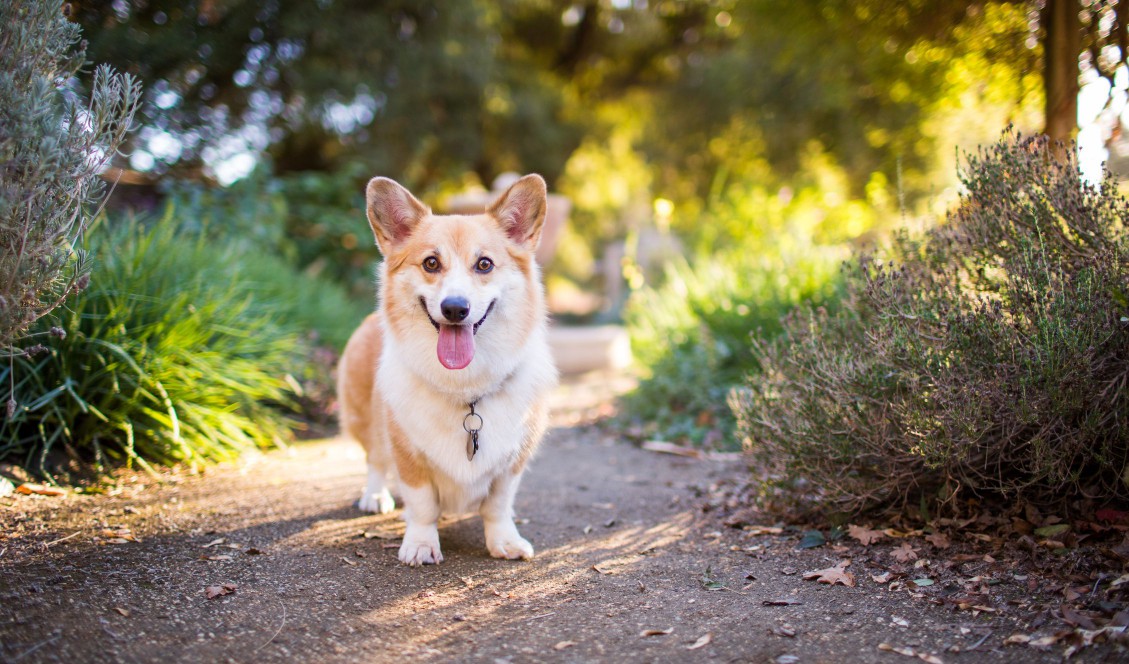 Smiling Welsh Corgi