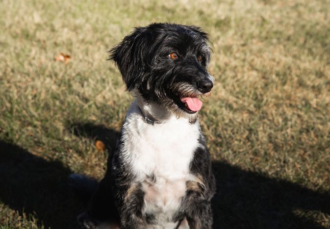 Border Doodle: Dog Breed Characteristics & Care