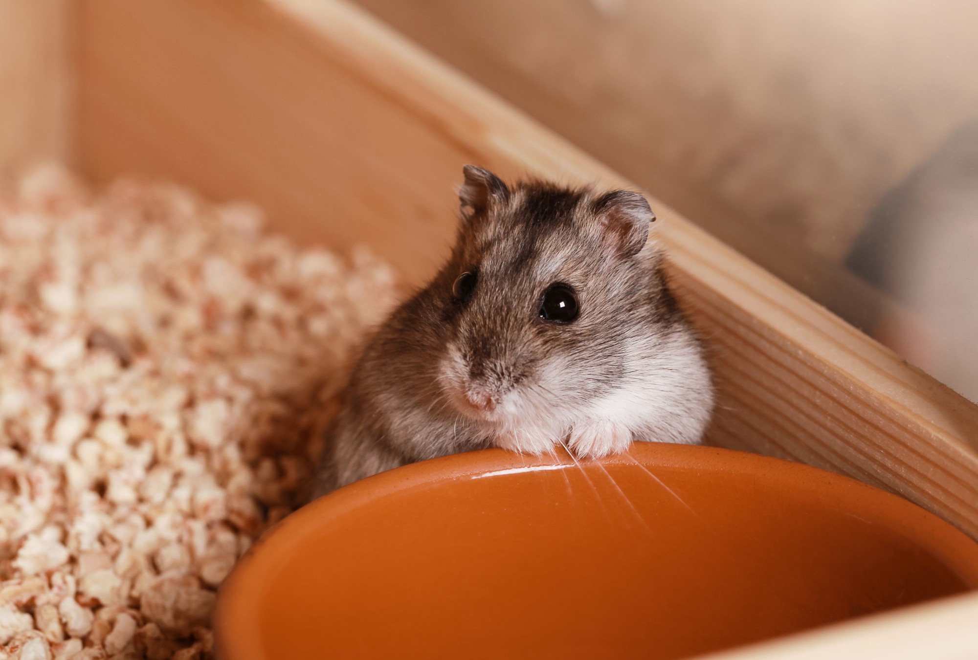 Campbells dwarf Hamster next to empty feeding bowl