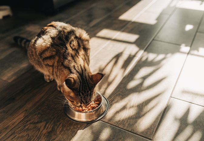 Can Cats Eat Sweet Potatoes? How to Safely Feed Your Cat This Root Vegetable