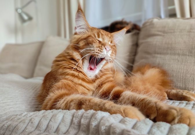 Is Your Cat's Cough a Cause for Concern? Here's What You Need to Know