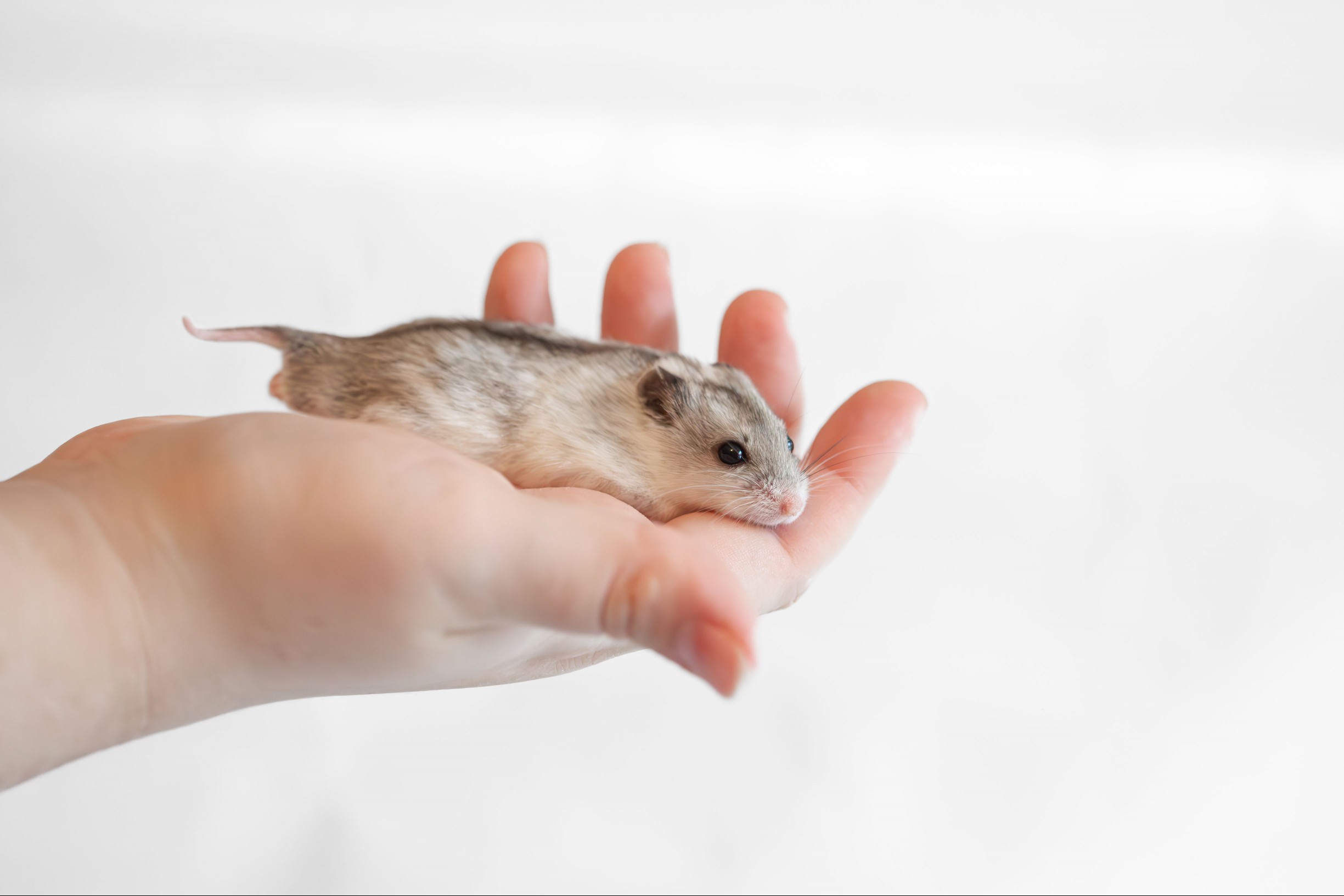 The Chinese striped hamster (Cricetulus barabensis) - pet dwarf hamster - in hand