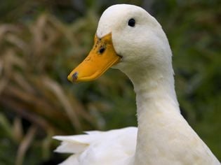 150 Fun and Unique Duck Names for Your Feathered Companion