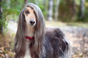 Afghan hound stands in the autumn forest and looks into the camera