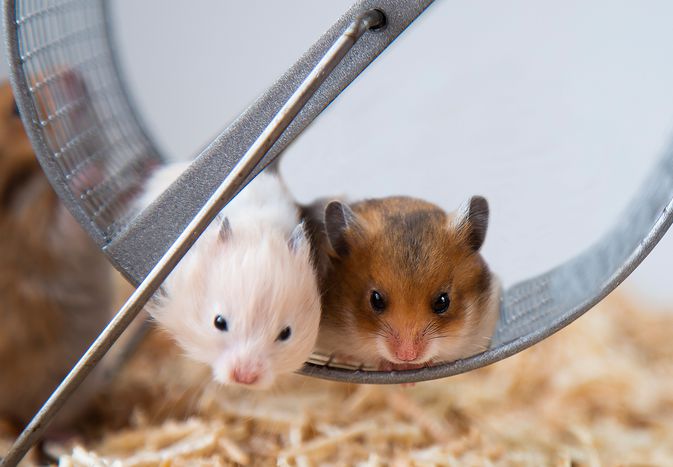 The Ultimate Guide to Pet Hamster Breeds and Their Personalities