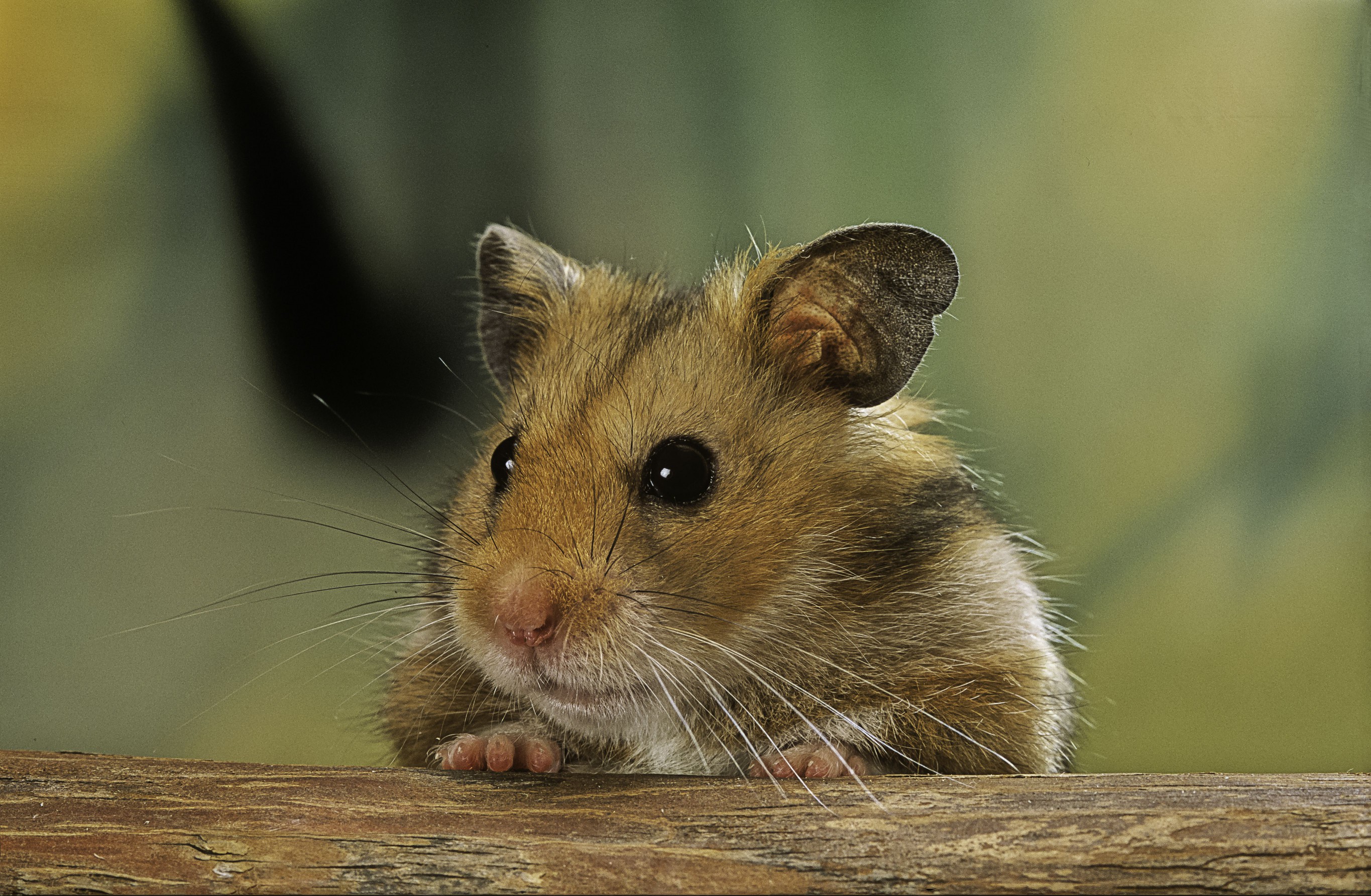 Mesocricetus auratus (golden hamster, Syrian hamster) - portrait - stock photo