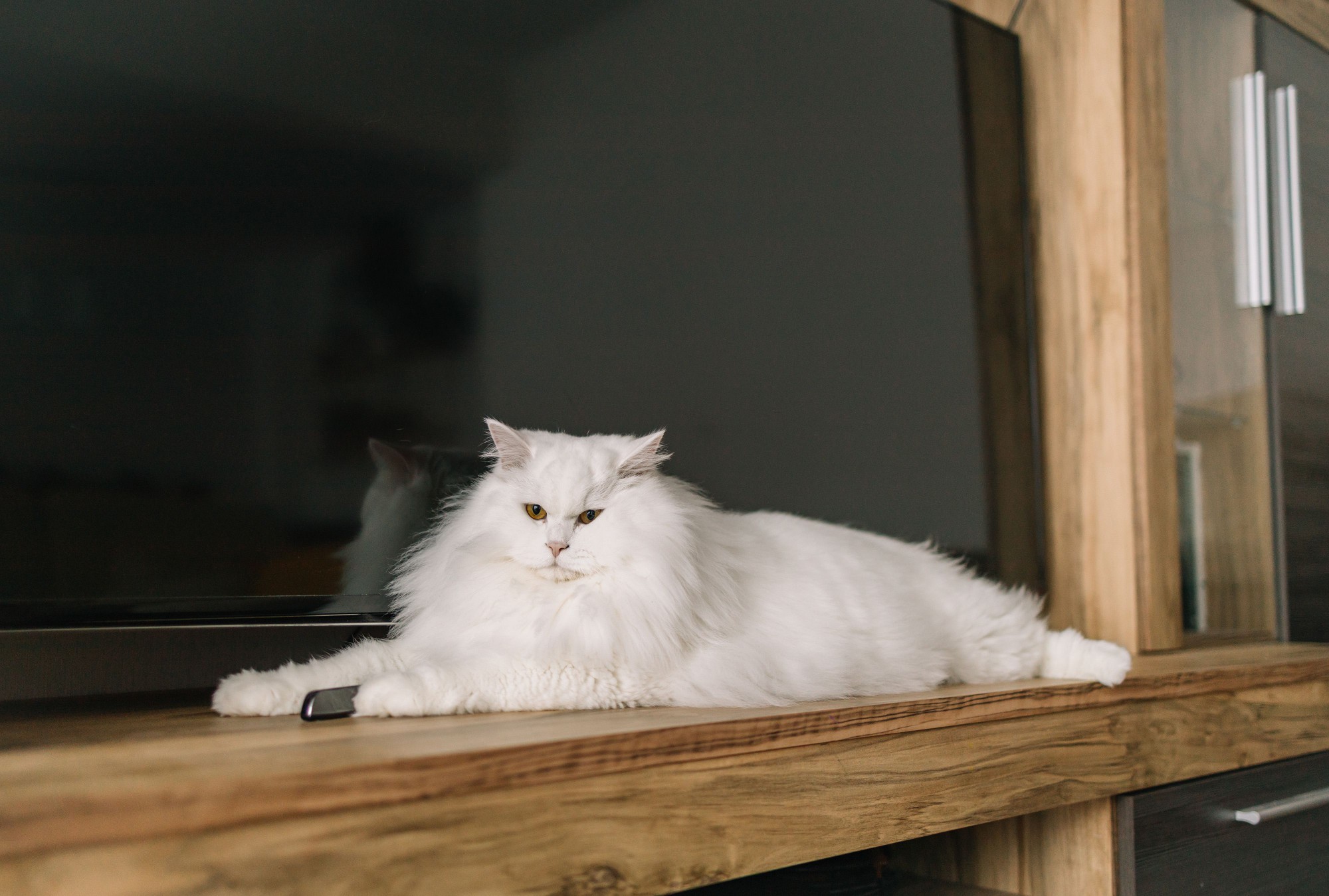 white cat lays on TV stand in front of monitor