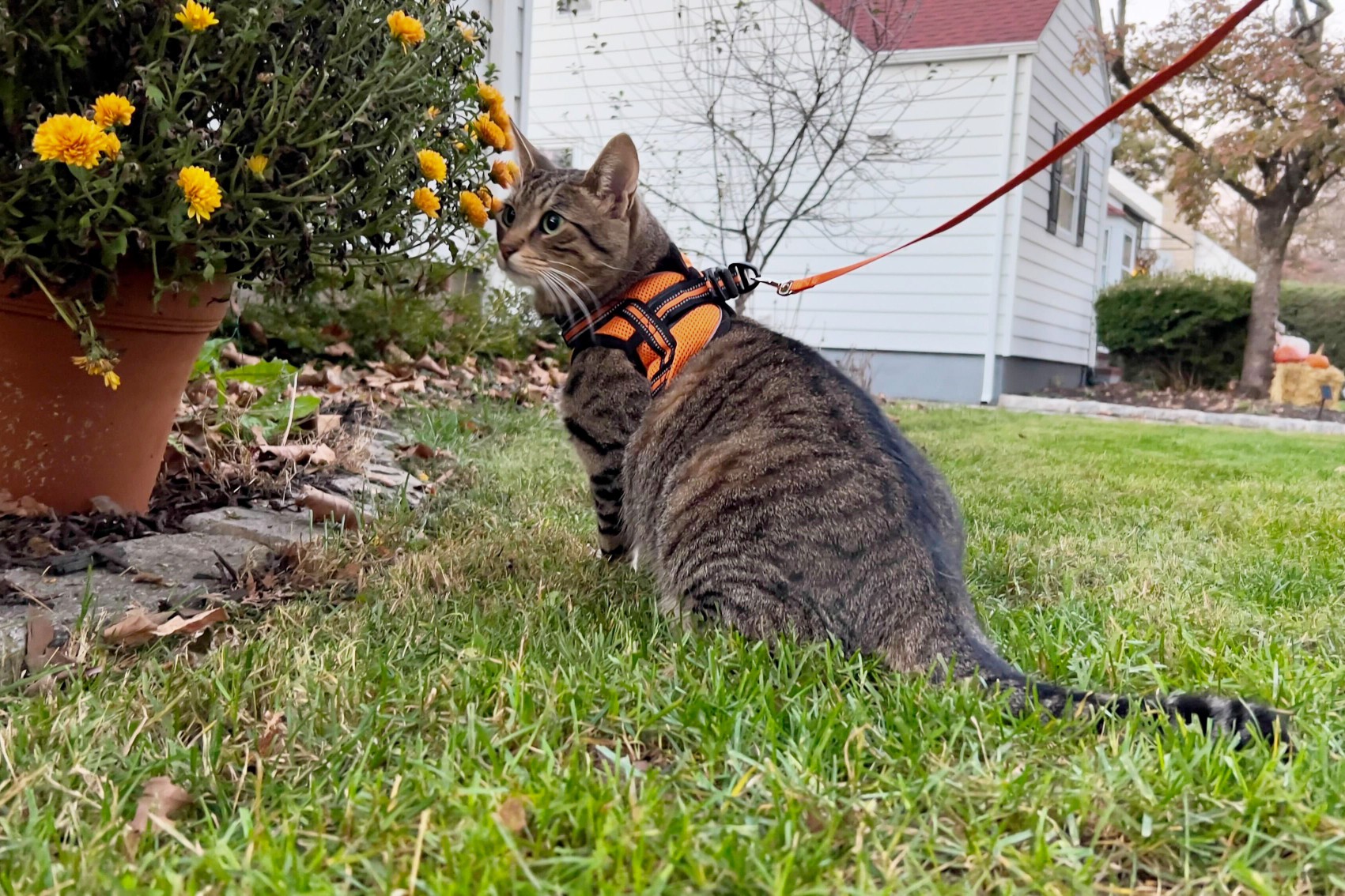 A cat sitting on grass while wearing the Rabbitgoo Escape Proof Cat Harness and Leash Set