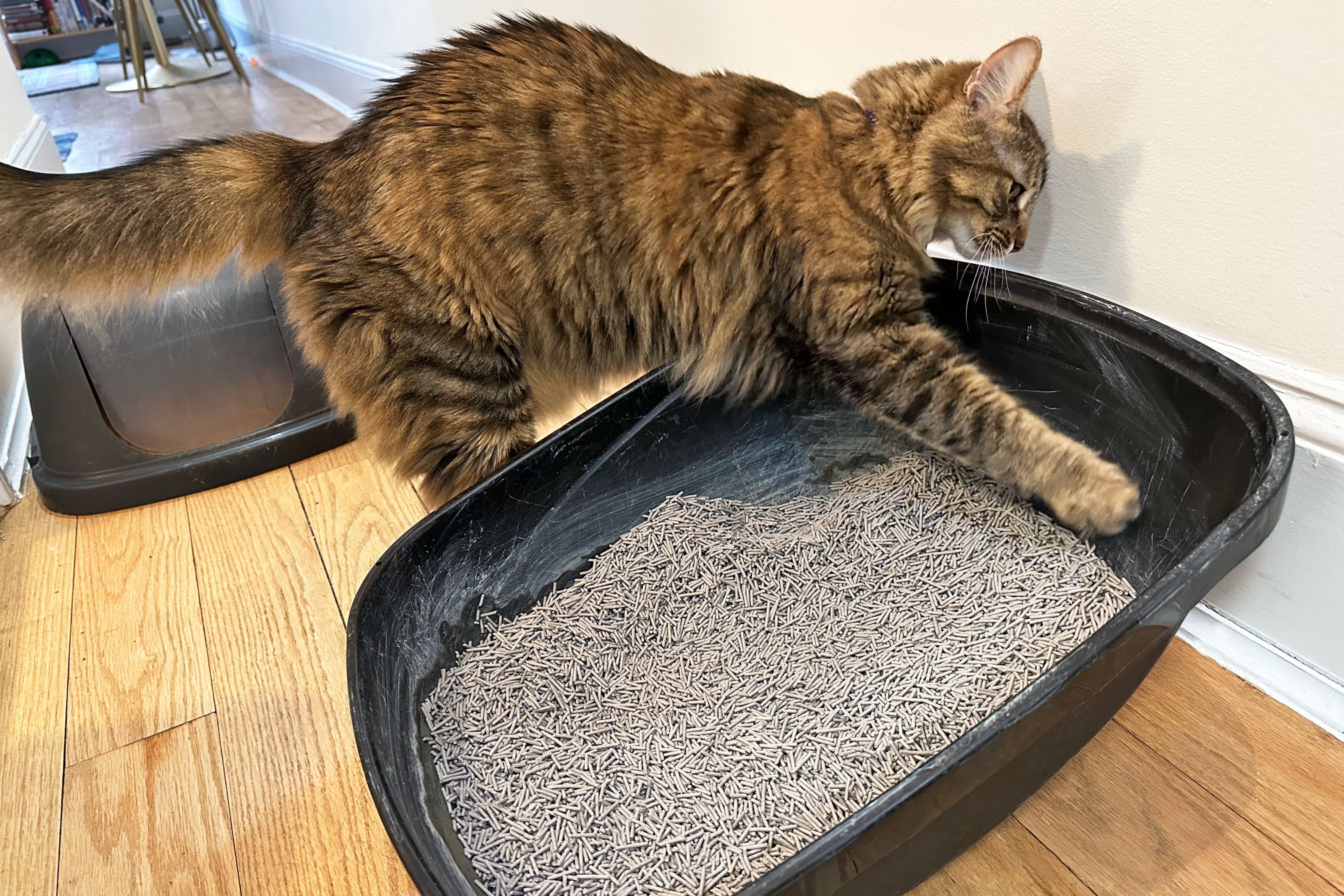 Cat pawing at Tuft and Paw Really Great Cat Litter in a litter box
