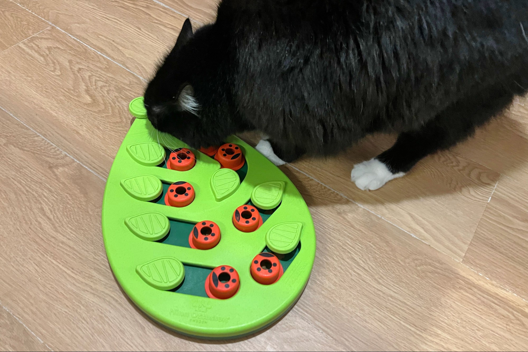 A cat interacting with the Nina Ottosson Buggin' Out Puzzle & Play Cat Puzzle Game