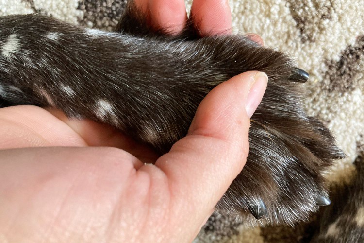 Hand holding dog paw trimmed with the Resco Deluxe Pet Nail Clippers