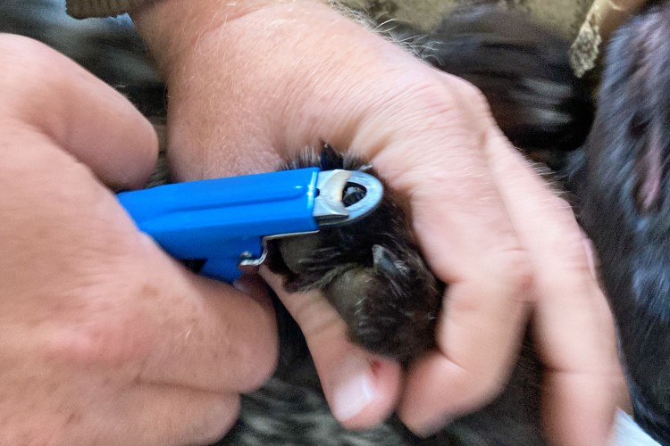Hand holding dog paw being trimmed with the Resco Deluxe Pet Nail Clippers