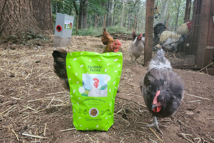 Chickens walking around a bag of Grubbly Farms Black Soldier Fly Larvae 