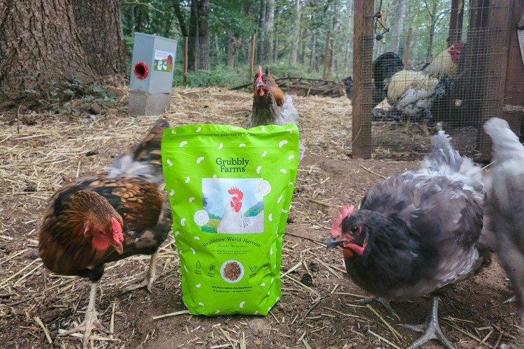 Chickens walking around a bag of Grubbly Farms Black Soldier Fly Larvae 