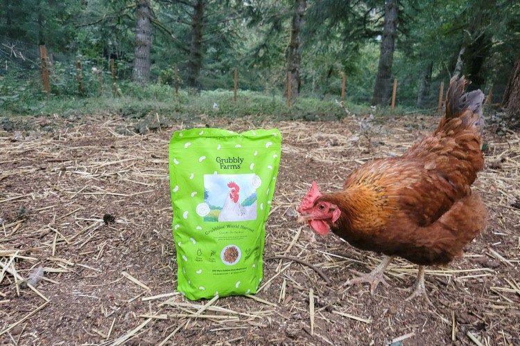 A chicken next to a bag of Grubbly Farms Black Soldier Fly Larvae 