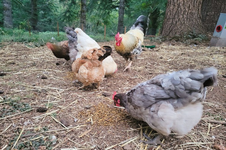 Chickens eating Grubbly Farms Black Soldier Fly Larvae 