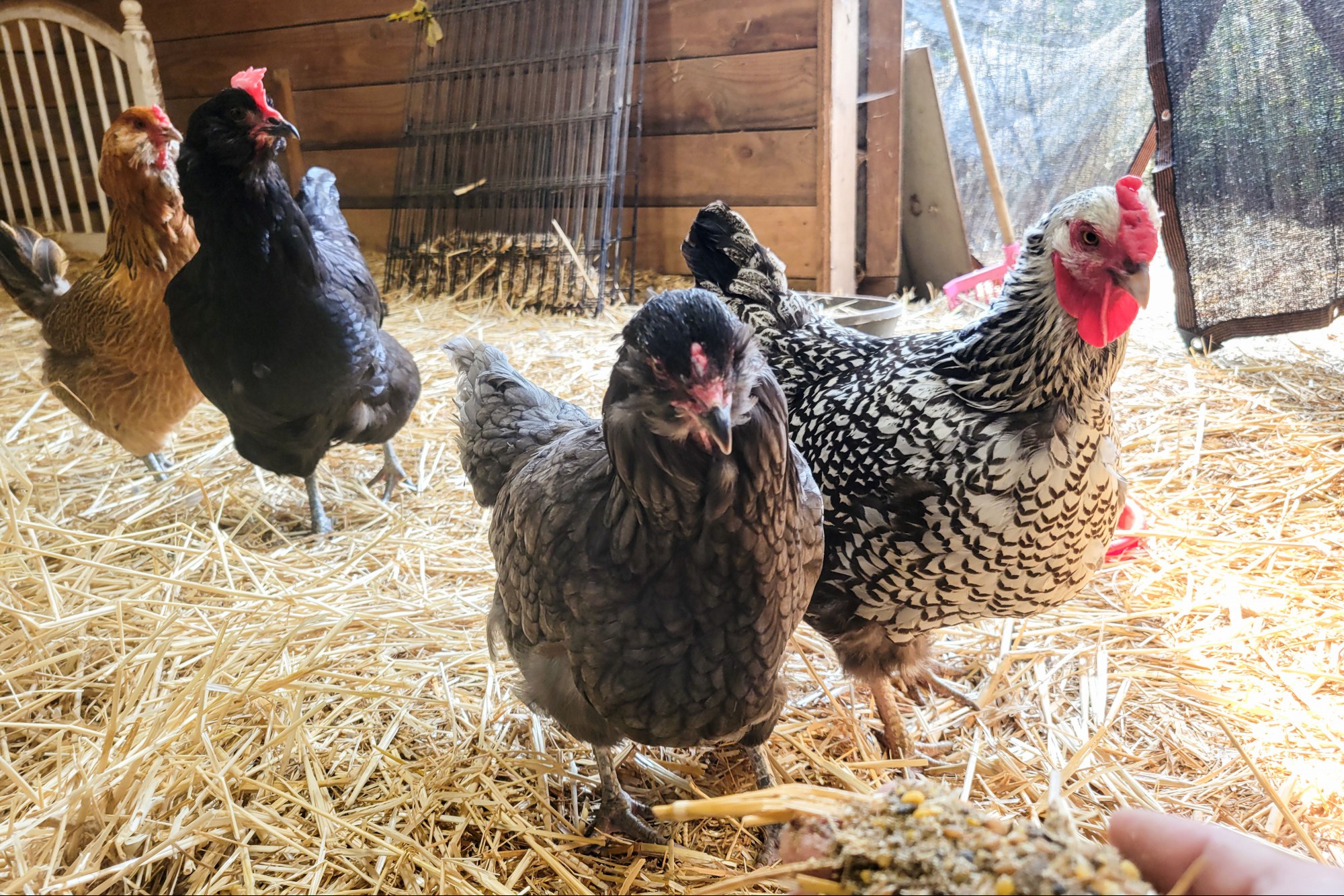 A hand holding out a handful of Scratch and Peck Organic Chicken Feeds in front of chickens