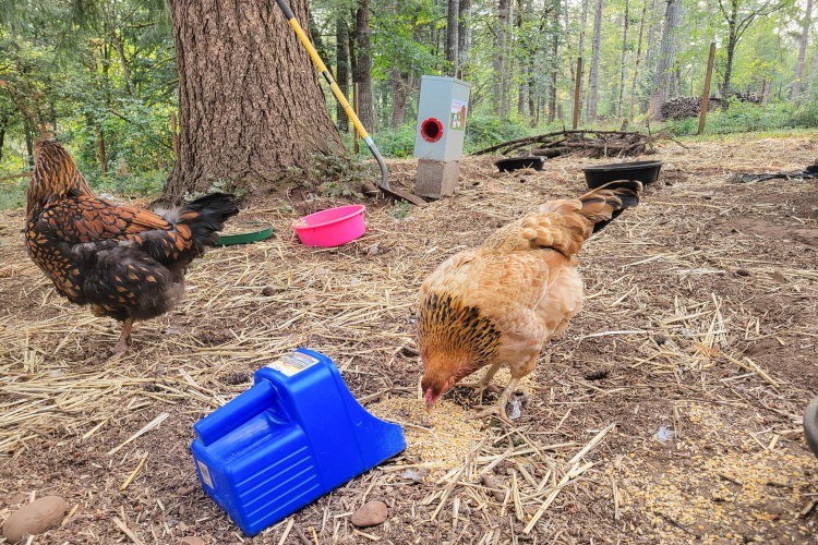 Chickens eating Scratch and Peck Organic Chicken Feeds 