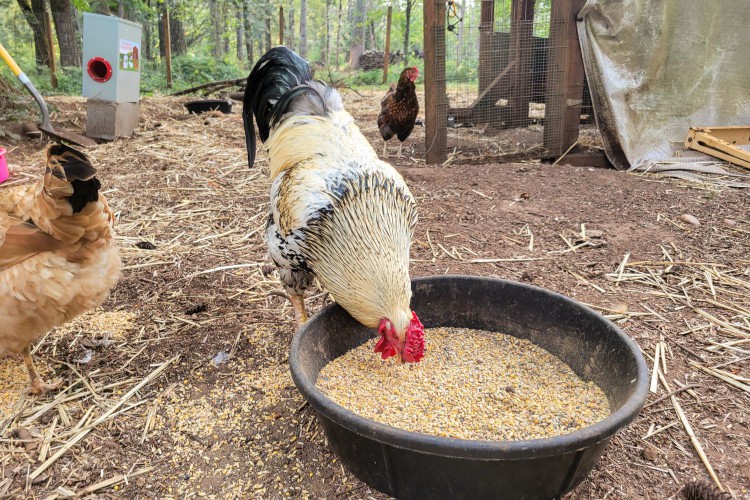 A chicken eating Scratch and Peck Organic Chicken Feeds 