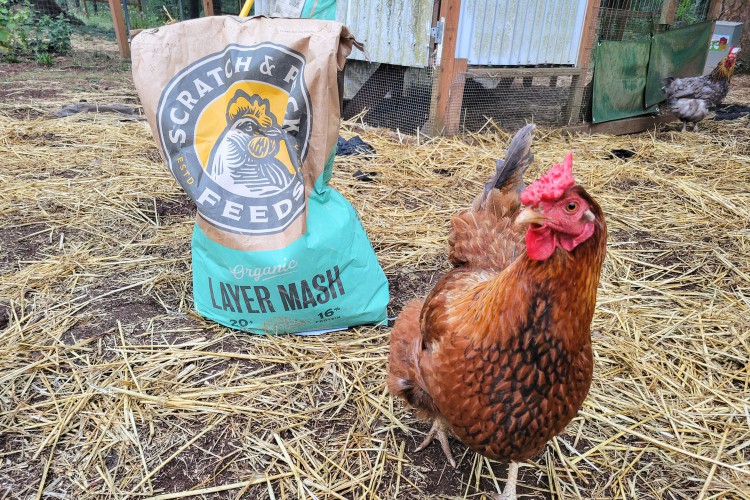 A chicken standing next to a bag of Scratch and Peck Organic Chicken Feeds 