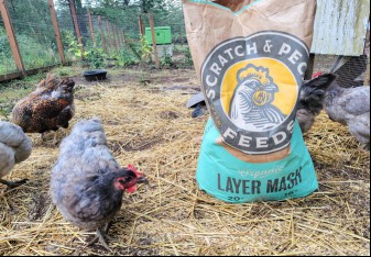 Chickens walking around a bag of Scratch and Peck Organic Chicken Feeds 