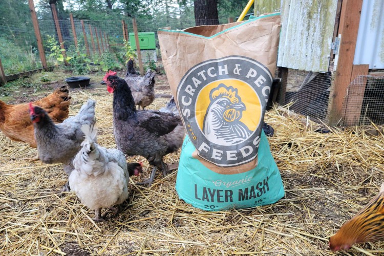 Chickens walking around a bag of Scratch and Peck Organic Chicken Feeds 