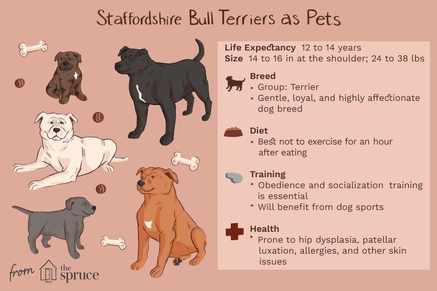 Staffordshire Bull Terrier