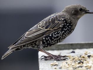 European Starling (Common Starling): Bird Species Profile