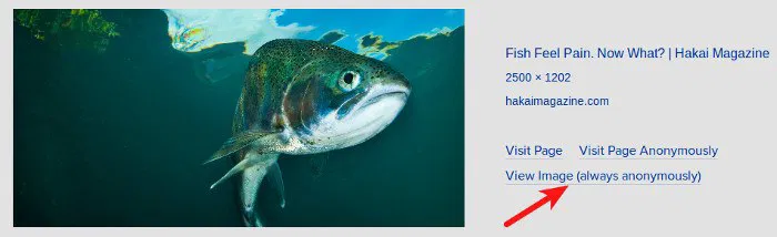 startpage-image-search startpage-image-search