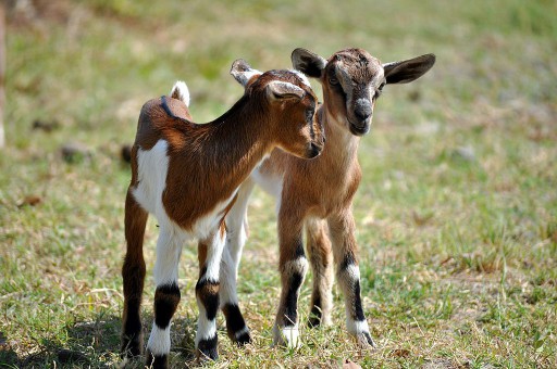 Two baby goat kids