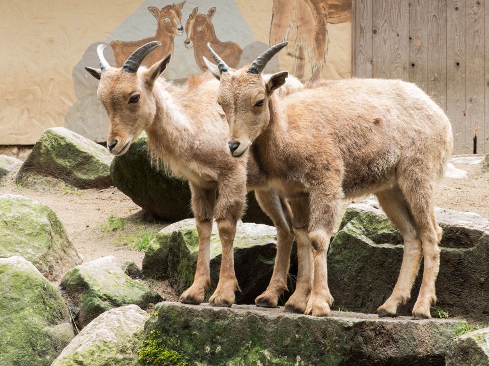 Two goats on rocks