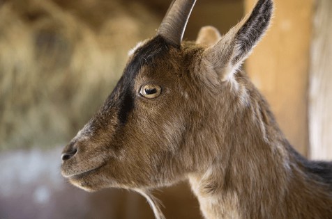 Close up of a goat&#39;s eye