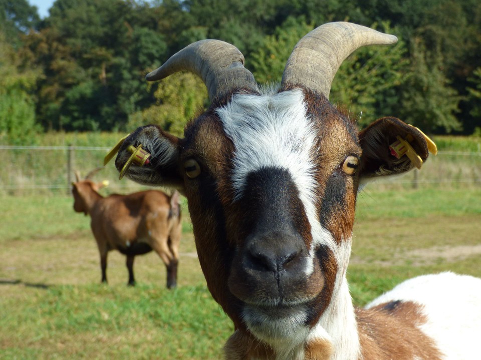 Close up of a goat
