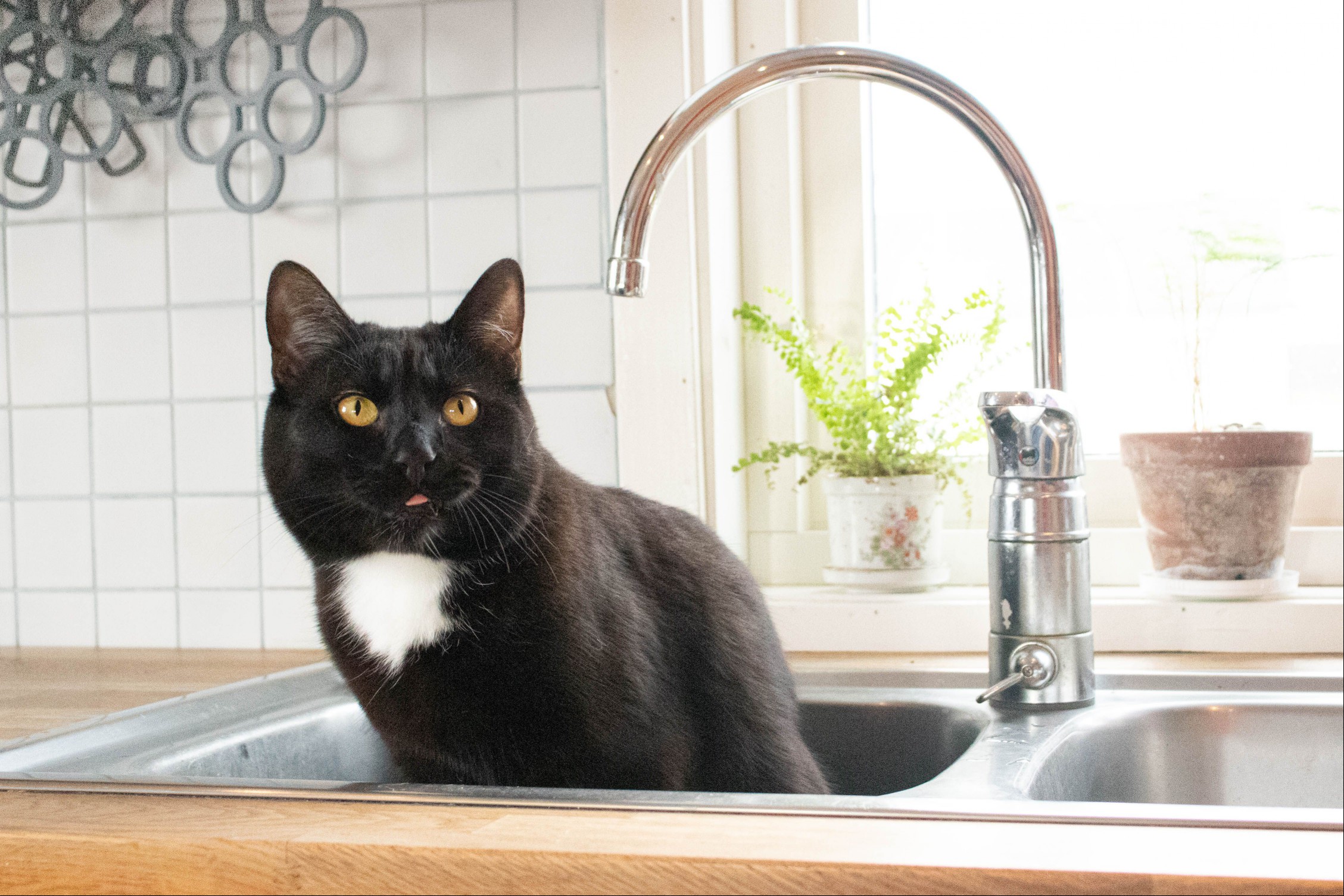 Black cat sitting in kitchen sink