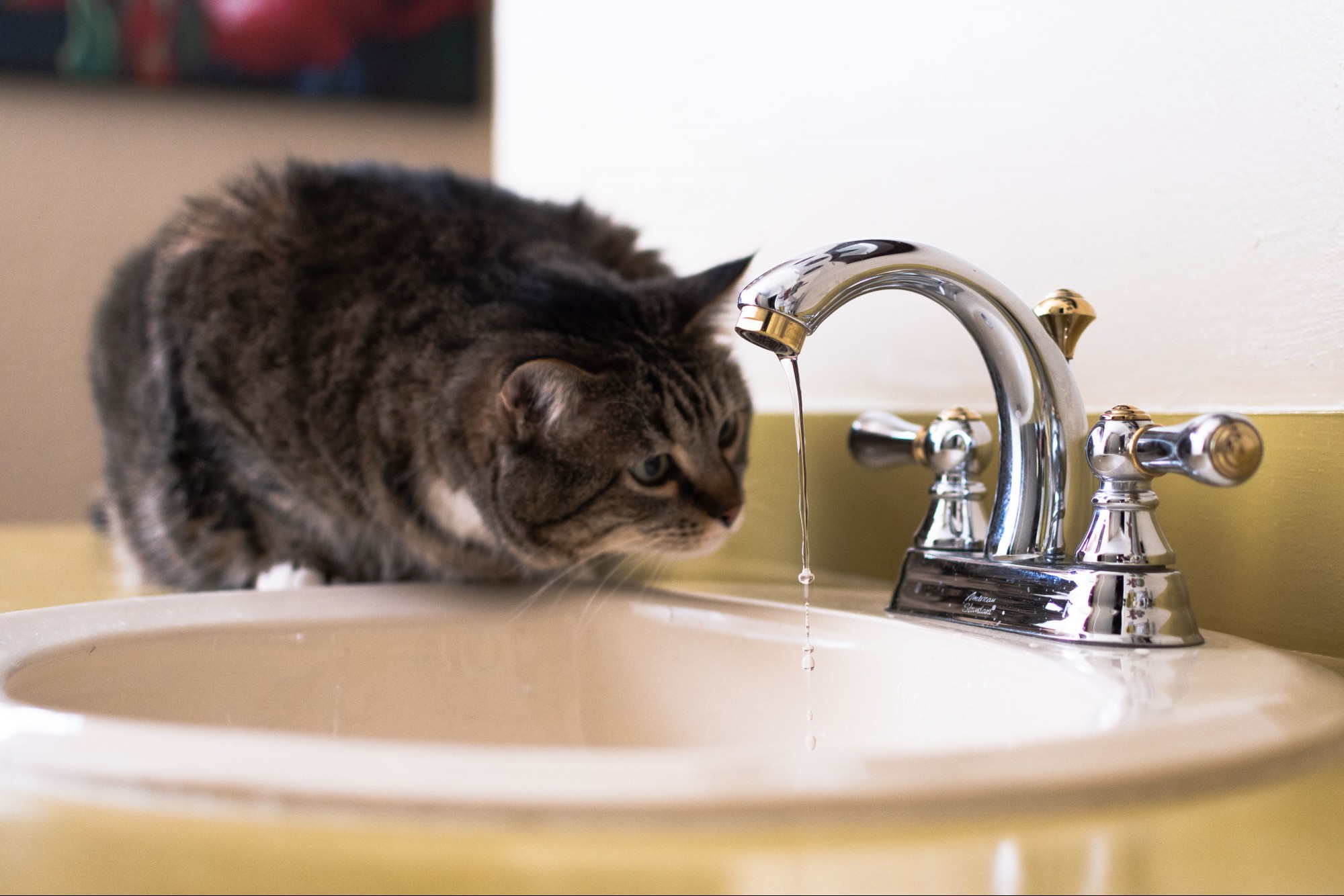 Brown cat crouched near faucet with running water